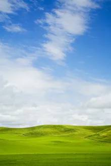 Images Dated 5th July 2021: USA, Washington State, Palouse Region, Patterns in the fields of fresh green Spring wheat