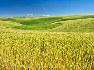 Images Dated 27th April 2021: USA, Washington State, Palouse Region, Patterns in the fields of wheat