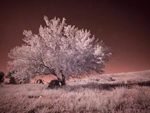 USA, Washington State, Palouse region, Lone tree in Field
