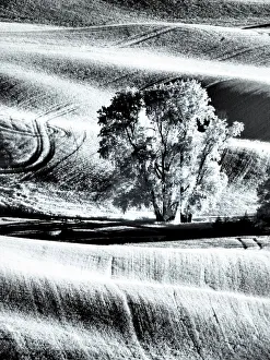 Images Dated 13th September 2021: USA, Washington State, Palouse region, Lone tree in Field