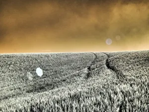 Images Dated 13th September 2021: USA, Washington State, Palouse region, Rolling Hills of wheat