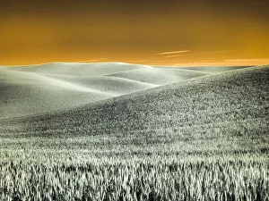 USA, Washington State, Palouse region, Rolling Hills of wheat