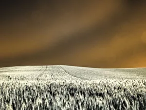 USA, Washington State, Palouse region, Rolling Hills of wheat