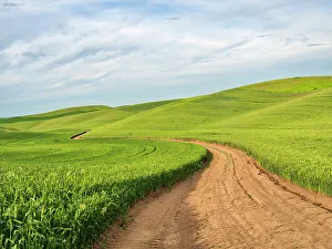 New Images March 2024 Prints: USA, Washington State, Palouse Region. Road through field of wheat
