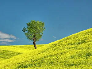 New Images March 2024 Prints: USA, Washington State, Palouse Region. Lone tree in canola crop