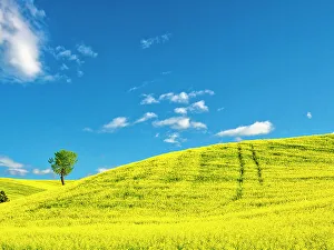 New Images March 2024 Prints: USA, Washington State, Palouse Region. Lone tree in canola crop