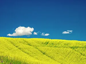 New Images March 2024 Prints: USA, Washington State, Palouse Region. Spring canola field with contours and lines