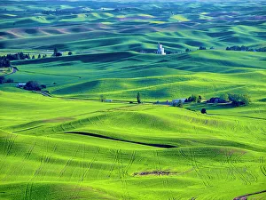 New Images March 2024 Prints: USA, Washington State, Palouse Region. Rolling green hills of wheat