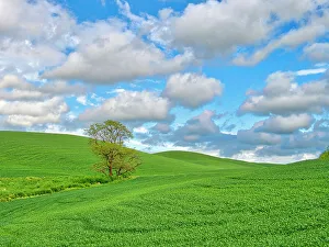 New Images March 2024 Prints: USA, Washington State, Palouse Region. Lone tree in wheat field and large clouds