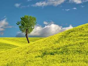 New Images March 2024 Prints: USA, Washington State, Palouse Region. Lone tree in canola crop