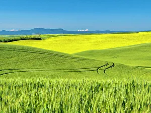 New Images March 2024 Prints: USA, Washington State, Palouse Region. Rolling hills of canola and wheat
