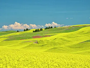 New Images March 2024 Prints: USA, Washington State, Palouse Region. Spring canola field with contours and lines