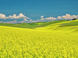 New Images March 2024 Prints: USA, Washington State, Palouse Region. Spring canola field with contours and lines