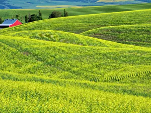 New Images March 2024 Prints: USA, Washington State, Palouse Region. Rolling hills of canola