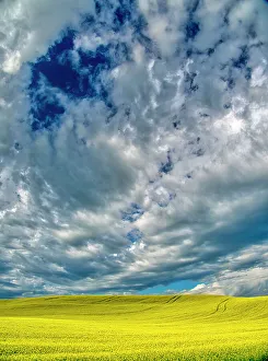 New Images March 2024 Prints: USA, Washington State, Palouse Region. Spring canola field with contours and Clouds