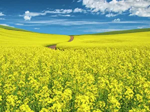 New Images March 2024 Prints: USA, Washington State, Palouse Region. Backcountry road winding through canola field