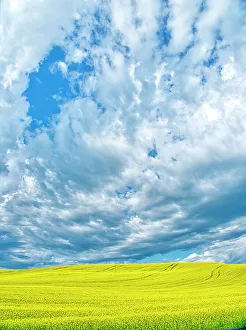 New Images March 2024 Prints: USA, Washington State, Palouse Region. Spring canola field with contours and Clouds