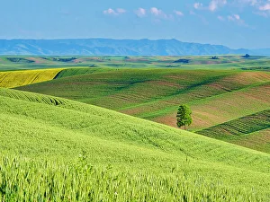 New Images March 2024 Prints: USA, Washington State, Palouse Region. Lone tree in Spring fields of wheat and canola