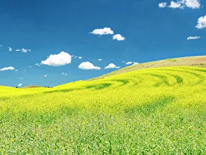 New Images March 2024 Prints: USA, Washington State, Palouse Region. Spring canola field with contours and lines