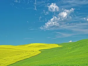 New Images March 2024 Prints: USA, Washington State, Palouse Region. Canola and wheat fields winding up a hill