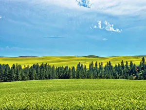 New Images March 2024 Prints: USA, Washington State, Palouse Region. Treeline and canola crops