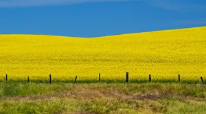 New Images August 2022 Prints: USA, Washington State, Palouse and springtime crop of Canola