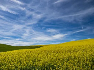 Images Dated 23rd June 2020: USA, Washington State, Palouse and springtime crop of Canola