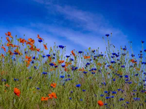 New Images August 2022 Prints: USA, Washington State, Palouse springtime with red poppies and bachelor buttons