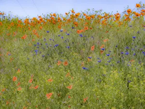 Images Dated 17th March 2022: USA, Washington State, Palouse springtime with red poppies and bachelor buttons