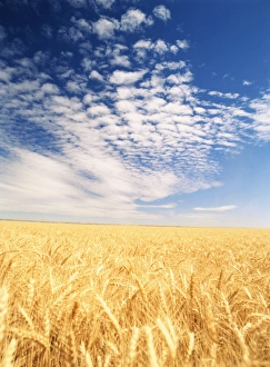 USA, Washington State, Palouse, View of wheat field
