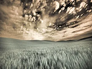 USA, Washington State, Palouse. wheat field and clouds