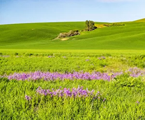 New Images August 2022 Prints: USA, Washington State, Palouse wheat fields and dollar plant in bloom near Pulman