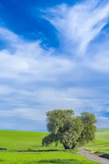 New Images August 2022 Prints: USA, Washington State, Palouse with wheat fields and lone Cottonwood tree