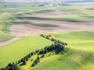 Images Dated 10th June 2015: USA, Washington state, Palouse, Whitman County