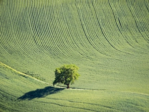 USA, Washington state, Palouse, Whitman County