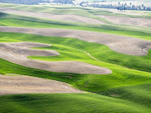Images Dated 10th June 2015: USA, Washington state, Palouse, Whitman County