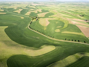 Images Dated 10th June 2015: USA, Washington state, Palouse, Whitman County