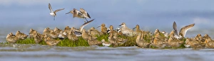 Images Dated 4th May 2011: USA, Washington State. A panorama assemblage of shorebirds at Bottle Beach on Grey s