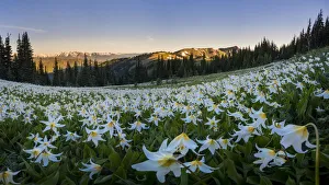 Landscape Prints: USA, Washington State. Panorama of Avalanche Lily at dawn in a subalpine meadow