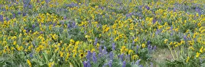 USA, Washington State. Panorama of Columbia River Gorge covered in arrowleaf balsamroot and lupine
