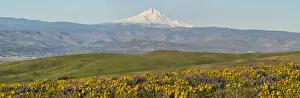 What's New: USA, Washington State. Panorama of Columbia River Gorge covered in arrowleaf balsamroot