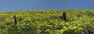 Lupin Prints: USA, Washington State. Panorama of fence line and wildflowers