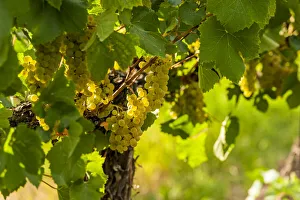 USA, Washington State, Pasco. Clusters of Sauvignon Blanc grapes