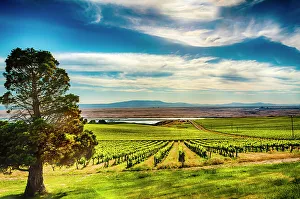 Images Dated 21st January 2023: USA, Washington State, Pasco. The Columbia River borders the Bacchus section of Sagemoor Vineyard