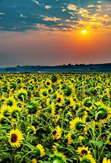 USA, Washington State, Pasco. Misty dawn morning on a sunflower field