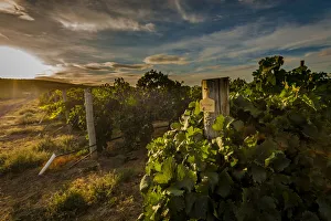 Pasco Prints: USA, Washington State, Pasco. Morning light on rows of merlot from Sagemoor Vineyard