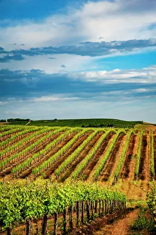 Richard Duval Prints: USA, Washington State, Pasco. Rows in a Washington vineyard flourish in spring light