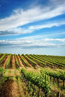 Region Prints: USA, Washington State, Pasco. Spring morning on Sagemoor Vineyard