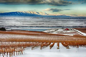 Richard Duval Prints: USA, Washington State, Pasco. Winter on Sagemoor Vineyard with the Columbia River