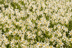 Subalpine Prints: USA, Washington State. Pattern of Avalanche Lily (Erythronium montanum) in subalpine